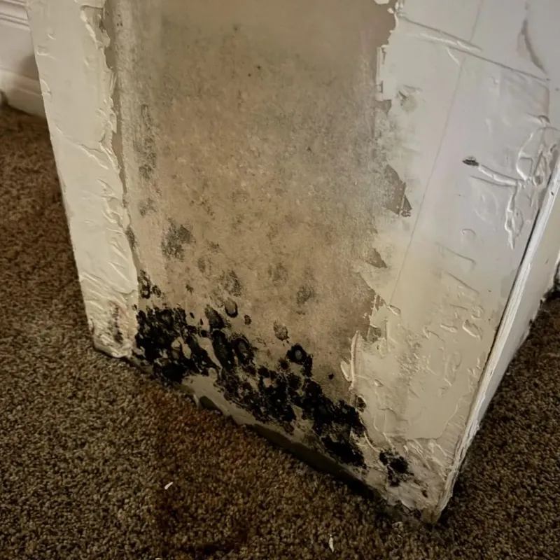 Professional Mold Removal in West Athens, CA